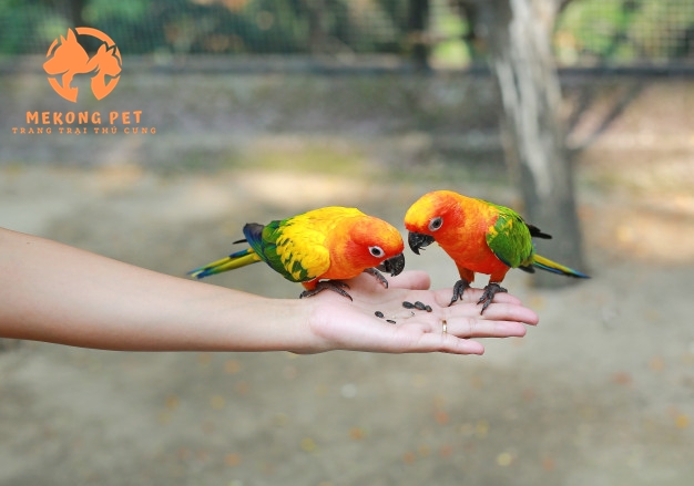 Vẹt Sun Conure Có Nói Được Không?